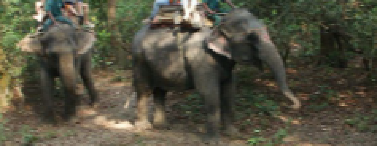 2024-03-07 - 19_41_53 - Circuit La vallée Katmandou et parc de Chitwan _ Voyage In India